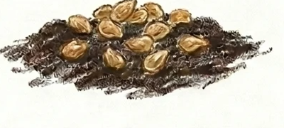 A tomato seedling in soil